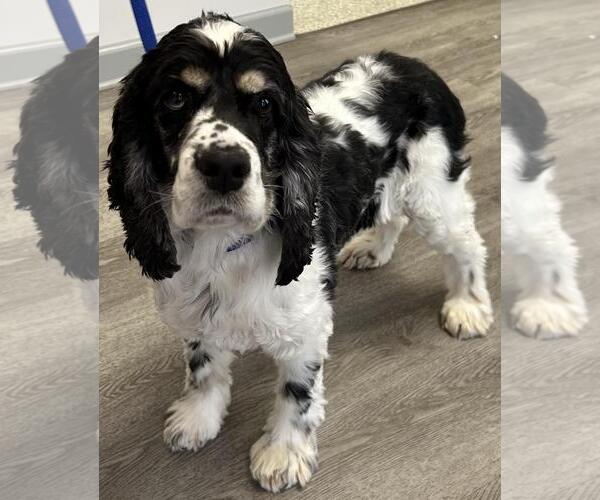 Medium Photo #4 Cocker Spaniel Puppy For Sale in Westminster, MD, USA