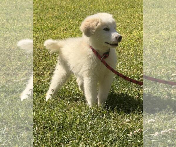 Medium Photo #4 Great Pyrenees-Unknown Mix Puppy For Sale in Yardley, PA, USA