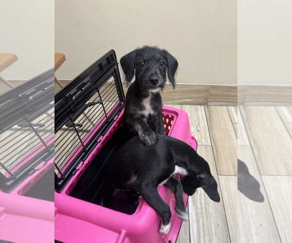Medium Photo #10 Poodle (Miniature)-Unknown Mix Puppy For Sale in Valrico, FL, USA