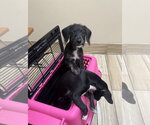 Small #9 Poodle (Miniature) Mix