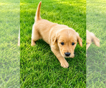 Small #5 Golden Retriever