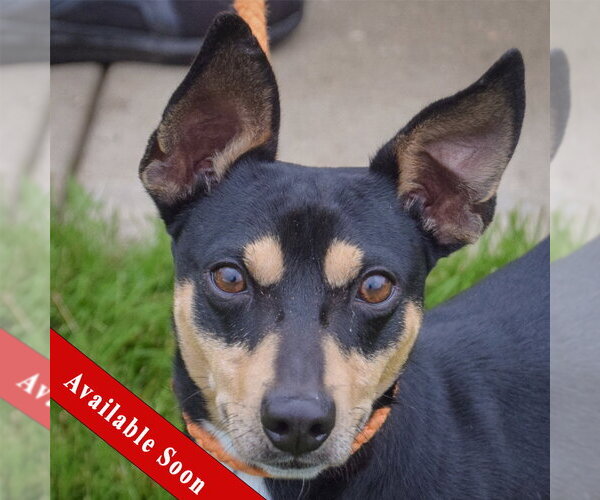 Medium Photo #1 American Rat Pinscher Puppy For Sale in Huntley, IL, USA
