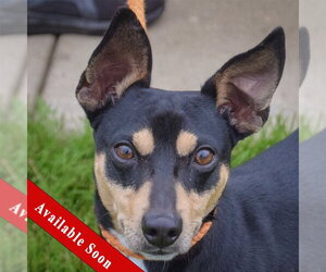 American Rat Pinscher Dogs for adoption in Huntley, IL, USA
