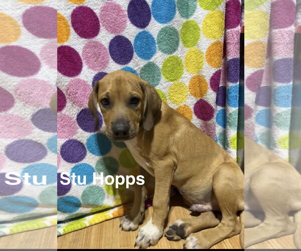 Medium Photo #1 Labrador Retriever-Unknown Mix Puppy For Sale in Ball Ground, GA, USA
