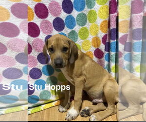 Labrador Retriever-Unknown Mix Dogs for adoption in Ball Ground, GA, USA