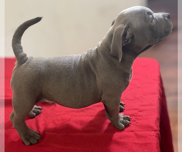 Medium Photo #3 American Bully Puppy For Sale in UPPER MARLBORO, MD, USA