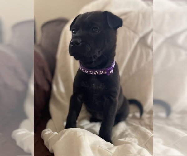 Medium Photo #1 Mutt Puppy For Sale in New London, WI, USA