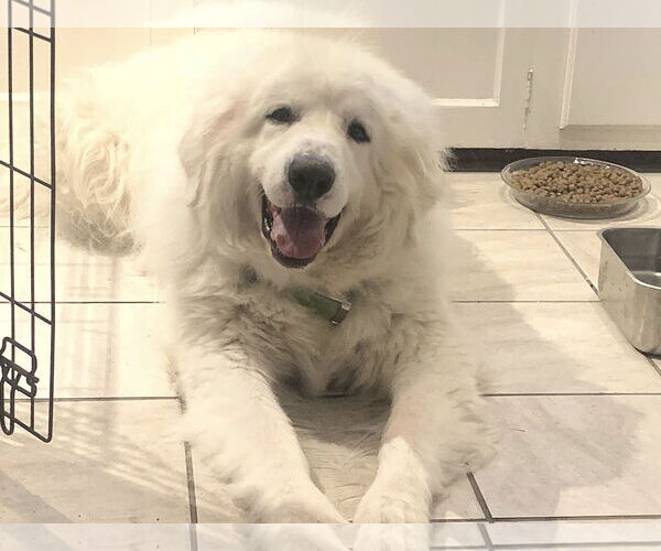 Medium Photo #4 Great Pyrenees Puppy For Sale in Spring, TX, USA