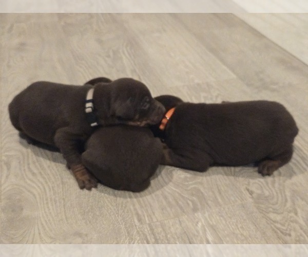 Medium Photo #7 Doberman Pinscher Puppy For Sale in MONROE, NC, USA