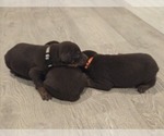 Small Photo #7 Doberman Pinscher Puppy For Sale in MONROE, NC, USA