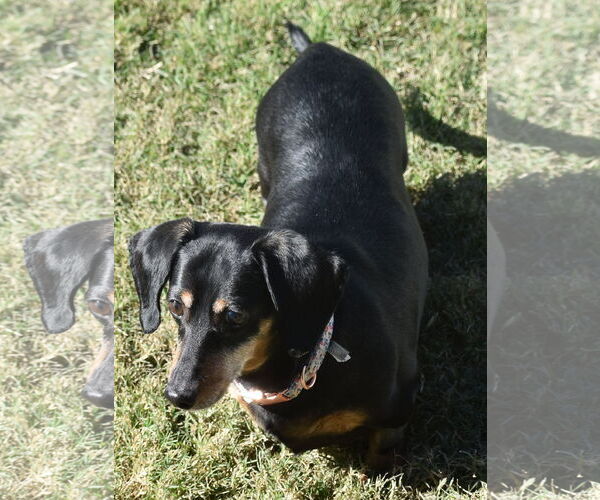 Medium Photo #7 Dachshund Puppy For Sale in Shelbyville, TN, USA