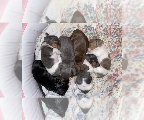 Medium Photo #1 Dachshund Puppy For Sale in LUBBOCK, TX, USA