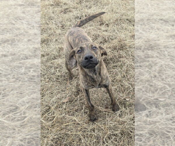 Medium Photo #2 Mutt Puppy For Sale in Boston, MA, USA