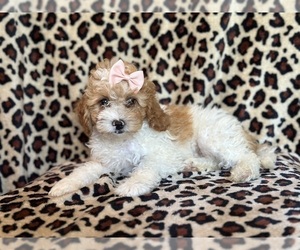 Cockapoo Puppy for sale in LAKELAND, FL, USA