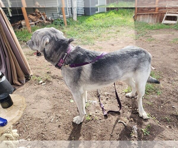 Medium Photo #7 Great Pyrenees-Huskies  Mix Puppy For Sale in Salt Lake City, UT, USA