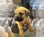Small #27 Cane Corso-Saint Bernard Mix