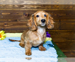 Small #9 Dachshund