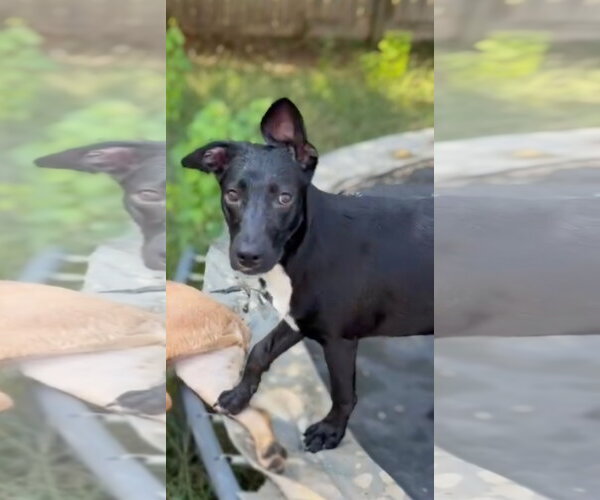 Medium Photo #1 Lab-Rat Terrier Puppy For Sale in Jackson, MS, USA