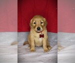 Small #11 Golden Retriever