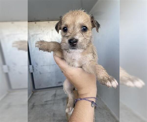 Medium Photo #1 American Pit Bull Terrier Puppy For Sale in Houston, TX, USA