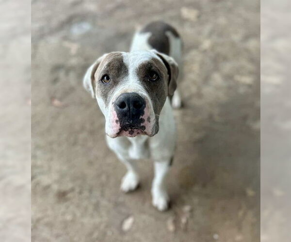 Medium Photo #3 Mutt Puppy For Sale in Riverside, CA, USA