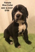 Small Photo #1 Cane Corso Puppy For Sale in SMITHVILLE, MS, USA