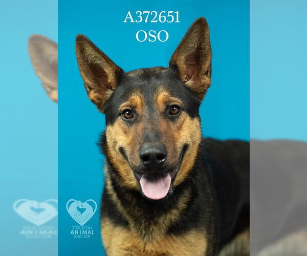 Medium Photo #2 German Shepherd Dog-Unknown Mix Puppy For Sale in Stockton, CA, USA