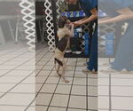 Small #2 Mutt