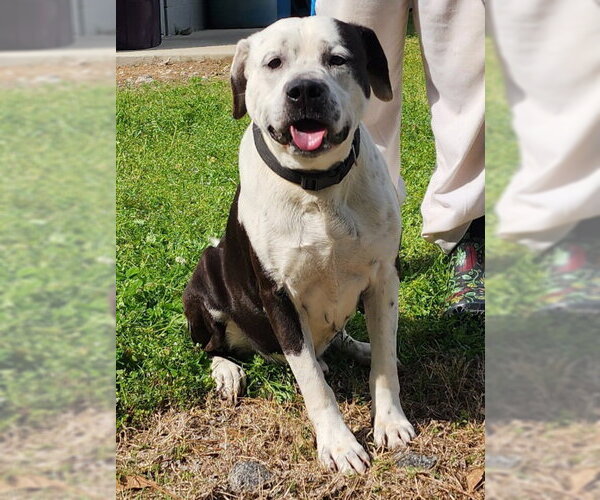 Medium Photo #2 Bulldog-Unknown Mix Puppy For Sale in Wetumpka, AL, USA
