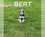 Small #2 Schnoodle (Miniature)