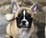 Small Photo #2 French Bulldog Puppy For Sale in NAPA, CA, USA