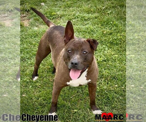 Medium Photo #4  Puppy For Sale in , 