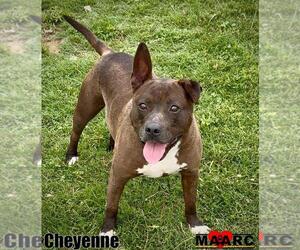 American Pit Bull Terrier Dogs for adoption in Maryville, TN, USA