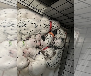 Dalmatian Puppy for sale in LA PUENTE, CA, USA