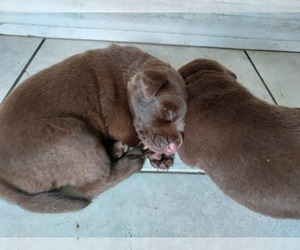 Labrador Retriever Puppy for Sale in LAKELAND, Florida USA
