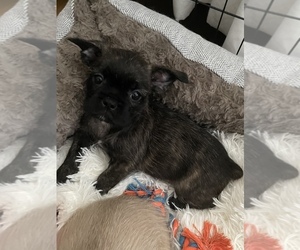 French Bulldog Puppy for Sale in LAS VEGAS, Nevada USA