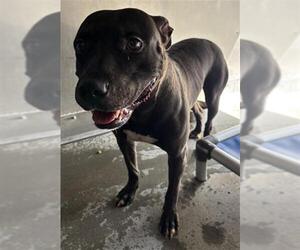 Mutt Dogs for adoption in Camarillo, CA, USA