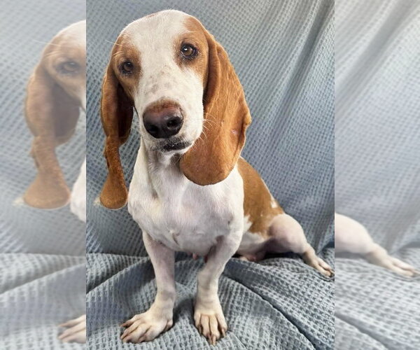 Medium Photo #4 Basset Hound Puppy For Sale in Deepwater, NJ, USA