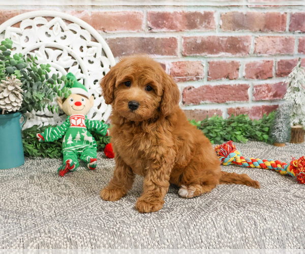Medium Photo #3 Goldendoodle Puppy For Sale in SYRACUSE, IN, USA