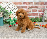 Small #2 Goldendoodle