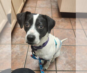 Beagle-Unknown Mix Dogs for adoption in Fairfax, VA, USA