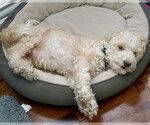 Small #4 Poodle (Miniature) Mix