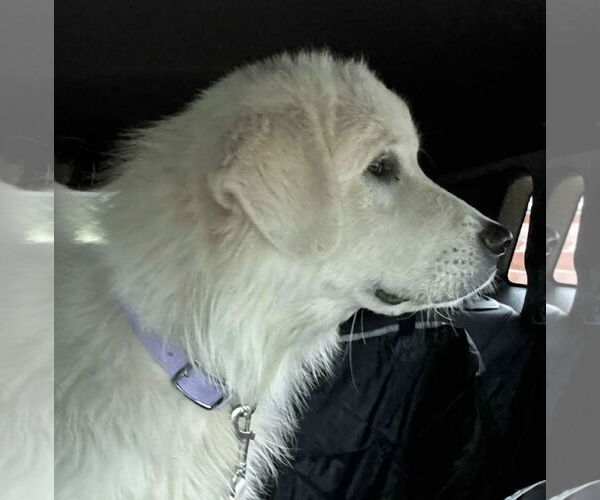 Medium Photo #2 Great Pyrenees Puppy For Sale in Croydon, NH, USA