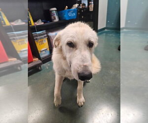 Great Pyrenees Dogs for adoption in Oak Bluffs, MA, USA