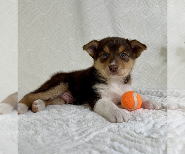 Medium Photo #2 Miniature Australian Shepherd-Pomsky Mix Puppy For Sale in GREENFIELD, IN, USA