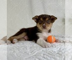 Small #1 Miniature Australian Shepherd-Pomsky Mix