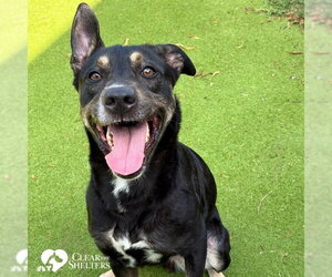 German Shepherd Dog Dogs for adoption in Sugar Land, TX, USA