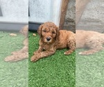 Small Photo #4 Goldendoodle Puppy For Sale in ELYRIA, OH, USA