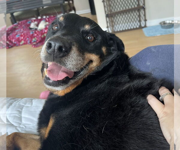 Medium Photo #21 Rottweiler Puppy For Sale in Rockaway, NJ, USA