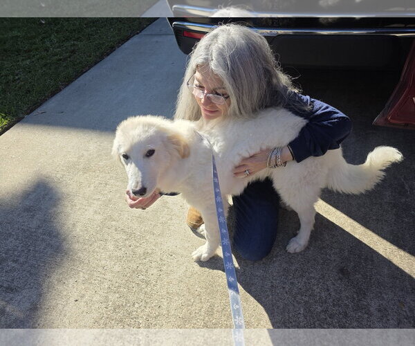 Medium Photo #17 Great Pyrenees-Unknown Mix Puppy For Sale in Houston, TX, USA